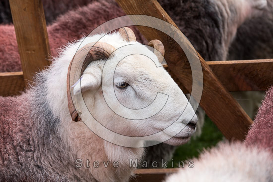 Hayton (Brampton) Valley Lakeland Sheep - Lakeland Photos - Art Prints Hayton (Brampton) Valley Lakeland Sheep