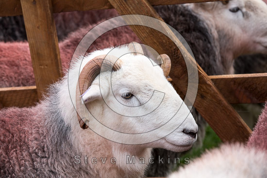 Lank Rigg Field Herdwick