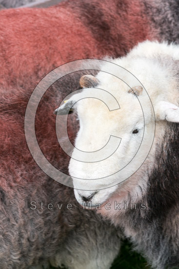 Low Wood Valley Herdwick Sheep