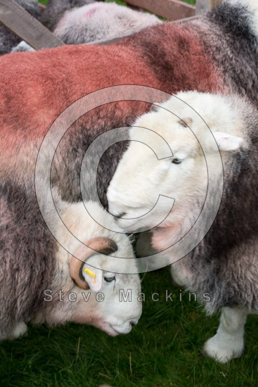 White Side Valley Herdwick