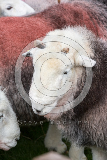 Dent Valley Lakeland Sheep