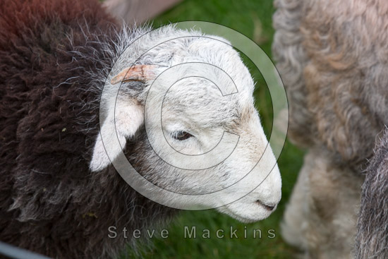 Arlecdon Field Lakeland Sheep - Lakeland Photos - Art Prints Arlecdon Field Lakeland Sheep