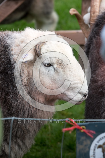 Allen Crags Herdwick Sheep
