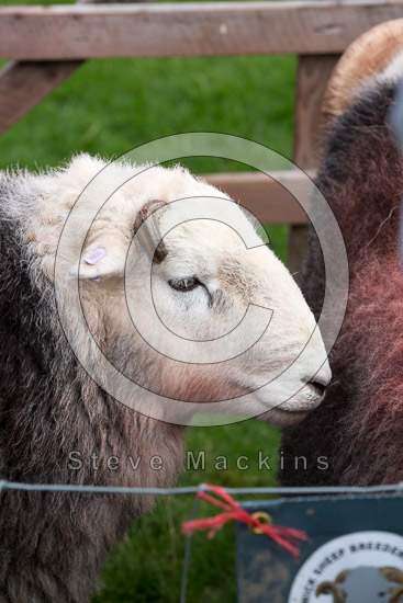 Cartmel Herdwick