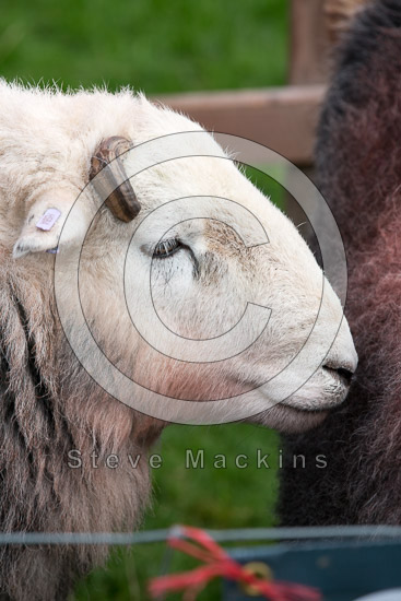 Ard Crags Valley Herdwick