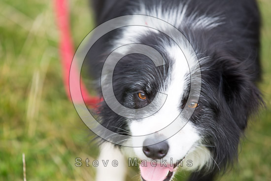 Killington Valley Lake district Sheep