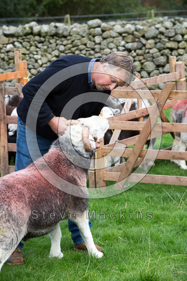 Branstree Field Herdwick Sheep