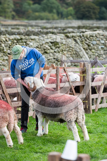 Old Hutton Field Lake district Sheep