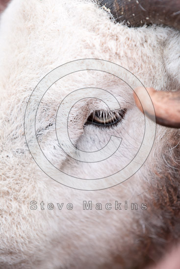 Newbiggin (Brampton) Farm Herdwick Sheep
