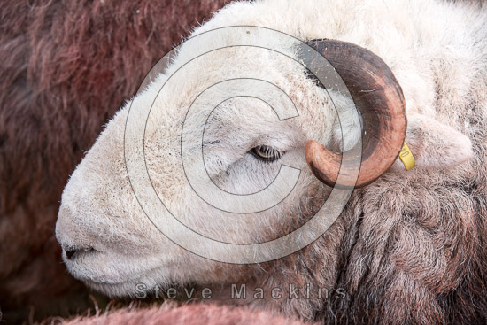 Scaleby Field Herdwick Sheep - Lakeland Photos - Art Prints Scaleby Field Herdwick Sheep
