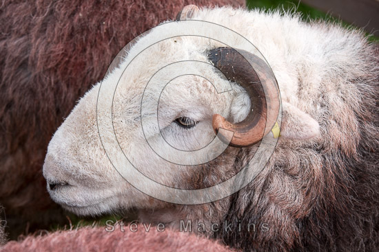 Dow Crag Valley Lakeland Sheep - Lakeland Photos - Art Prints Dow Crag Valley Lakeland Sheep
