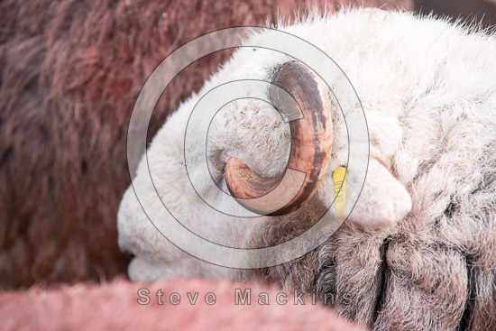 Longtown Farm Lake district Sheep