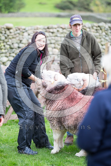 Rannerdale Knotts Valley Herdwick Sheep