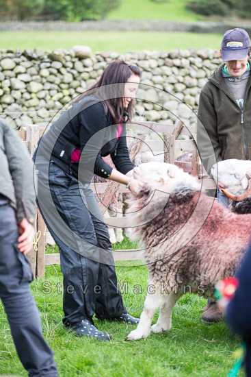 Caudale Moor Lake district Sheep
