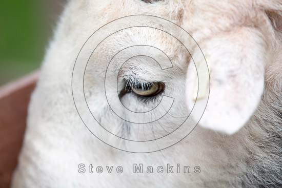 Harter Fell, Mardale Lakeland Sheep
