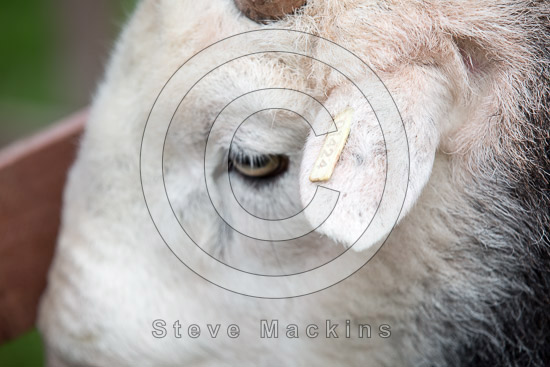Barrows Green Herdwick Sheep - Lakeland Photos - Art Prints Barrows Green Herdwick Sheep