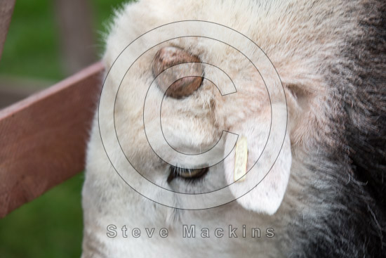 Sail Field Herdwick