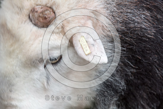 Culgaith Herdwick Sheep