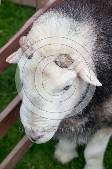 Ousby Farm Herdwick Sheep