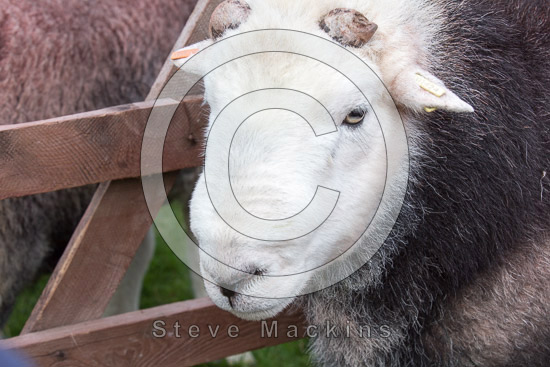 Holme Fell Field Herdwick Sheep
