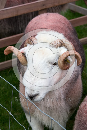 Salkeld Dykes Farm Lake district Sheep