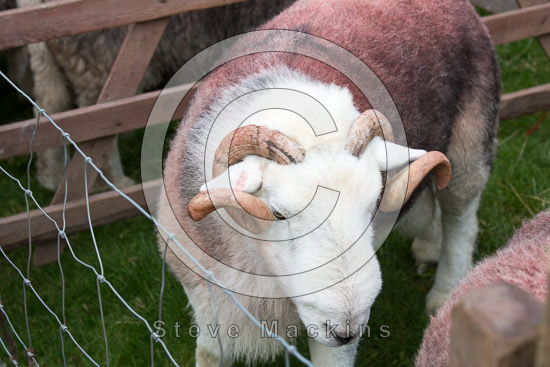 Wetheral Field Lakeland Sheep