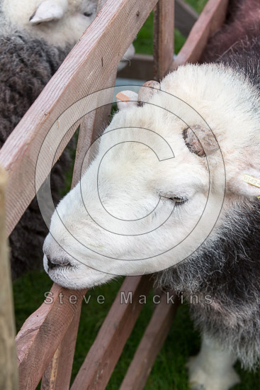 Silloth Valley Herdwick