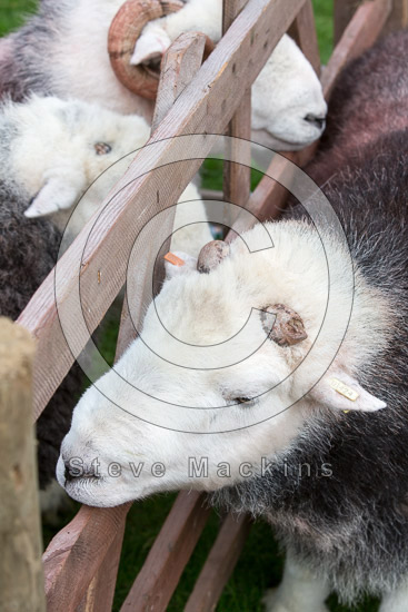 Patterdale Lakeland Sheep