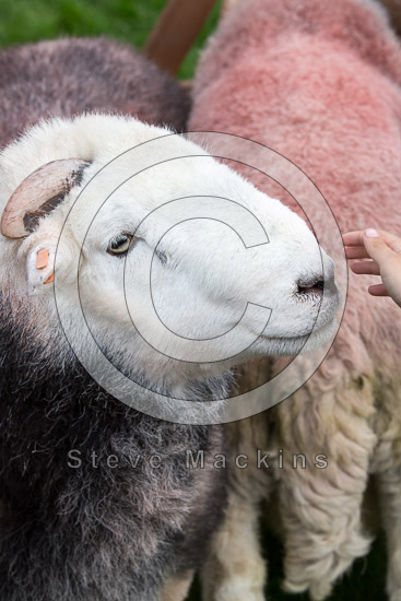 Barrow Valley Herdwick