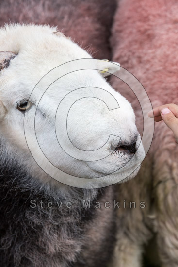 Sandside Farm Lake district Sheep