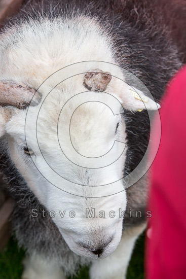 Finsthwaite Farm Lake district Sheep