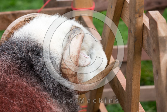 Staveley (Kendal) Valley Lakeland Sheep - Lakeland Photos - Art Prints Staveley (Kendal) Valley Lakeland Sheep