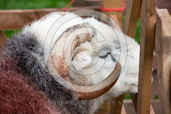 High Newton Herdwick Sheep