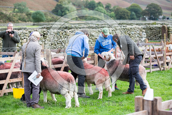 Scafell Pike Valley Herdwick Sheep - Lakeland Photos - Art Prints Scafell Pike Valley Herdwick Sheep