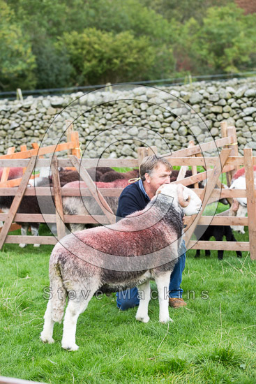 Anthorn Farm Herdwick Sheep - Lakeland Photos - Art Prints Anthorn Farm Herdwick Sheep