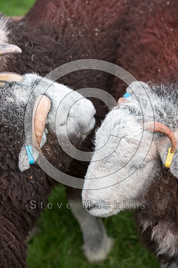 Sandwith Valley Lake district Sheep
