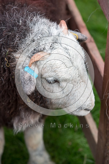Levens Lake district Sheep