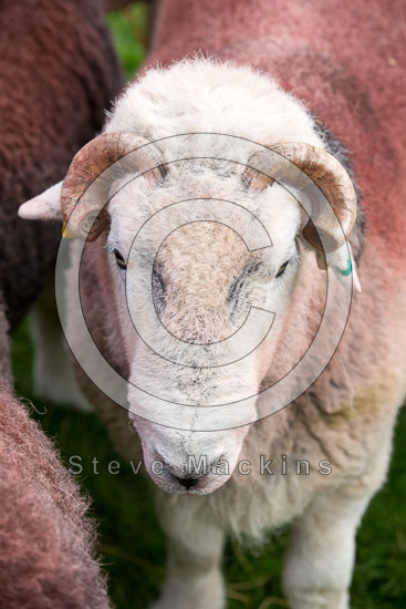Whinlatter Valley Lakeland Sheep