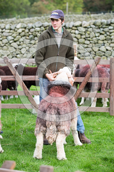 Eaglesfield Farm Lake district Sheep