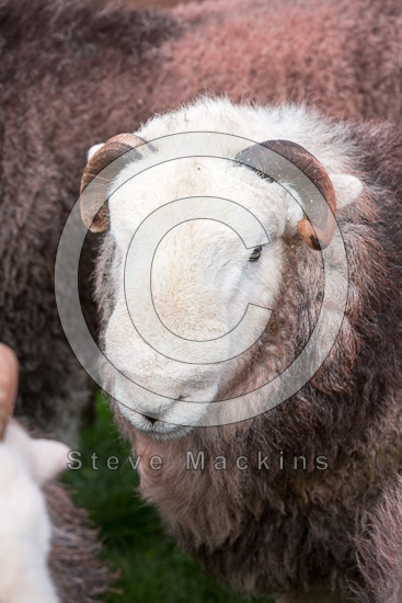 Fairfield Field Lakeland Sheep - Lakeland Photos - Art Prints Fairfield Field Lakeland Sheep