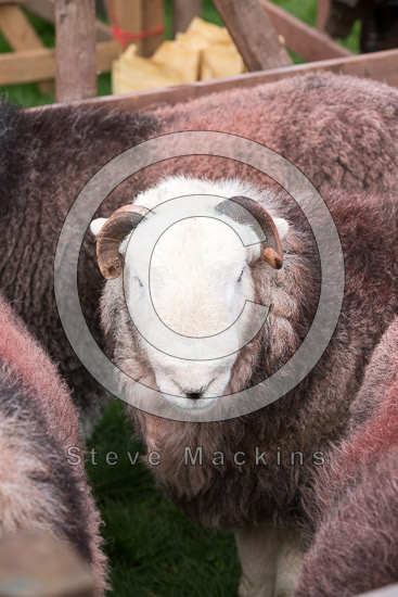 Lowther Field Lake district Sheep - Lakeland Photos - Art Prints Lowther Field Lake district Sheep