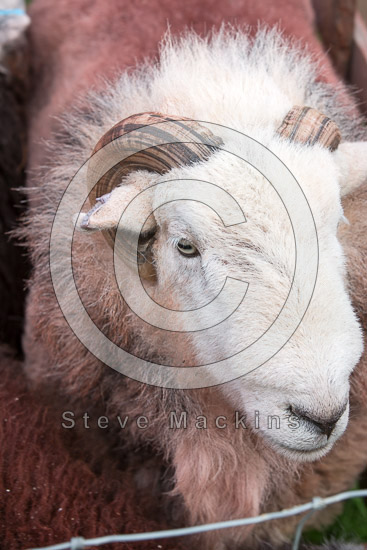 Dean Farm Lakeland Sheep