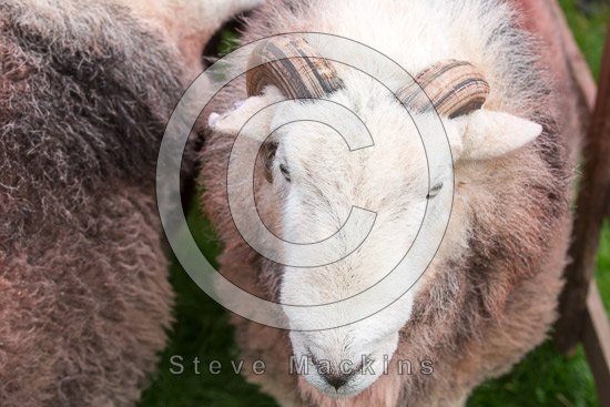 Eskdale Green Valley Lakeland Sheep