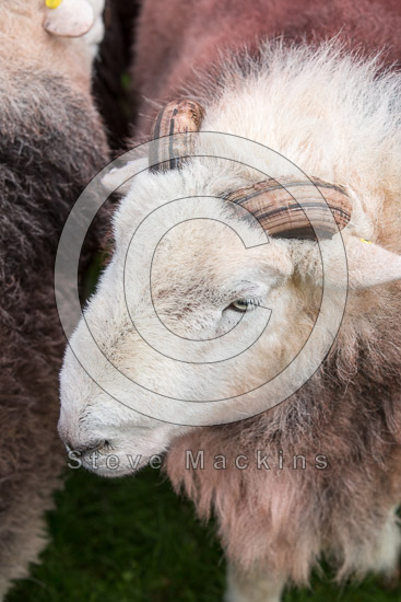 Hartsop above How Herdwick Sheep - Lakeland Photos - Art Prints Hartsop above How Herdwick Sheep
