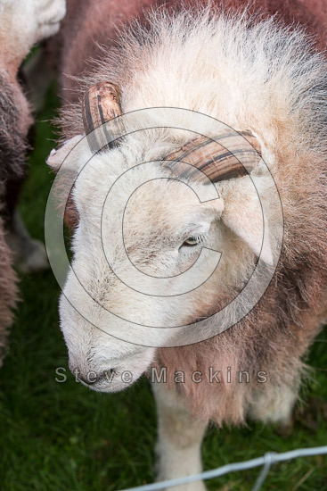 Bonscale Pike Farm Lakeland Sheep - Lakeland Photos - Art Prints Bonscale Pike Farm Lakeland Sheep