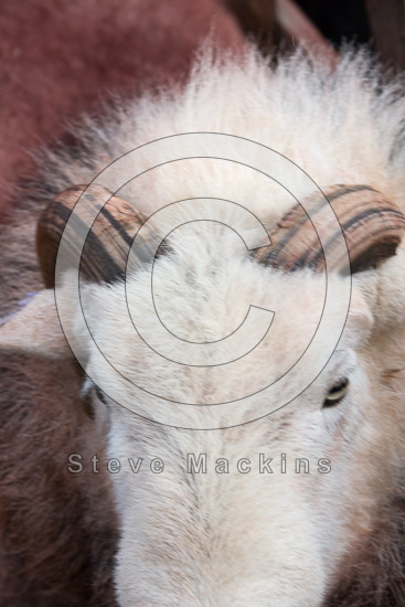 Old Town Valley Lake district Sheep