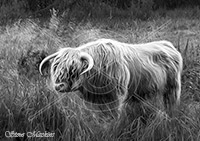 Port Carlisle, Haverthwaite, Burnbanks, Whiteless Pike, Steeple, Yewbarrow, Herdwick Sheep Prints, Grange-Over-Sands, Wigton, Herdwick Sheep Acrylic Painting, Herdwick Drawings, Herdwick Ewe, Bleaberry Fell, Moor Row, Greystoke, Herdwick Company, Red Screes, Herdwick Art Studio, Illgill Head, Clappersgate, Angletarn Pikes, Herdwick Sheep Art, Thornthwaite Crag, Allen Crags, Ullscarf, Bowscale Fell, Brandreth, Herdwick Sheep, Lakeland Sheep,  Lake District, Cumbria.