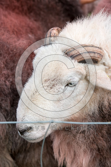 High Stile Lakeland Sheep