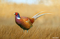 Grange (Keswick), Herdy Sketches, Killington, Gibson Knott, Grey Crag, Shap, Latrigg, Herdwick Sheep, Lakeland Sheep, Buck Pike, Cartmel Fell, High Raise, Slight Side, High Crag, Oxen Park, Ormathwaite, Red Screes, Herdies, Red Pike (Wasdale), Herdy Sheep Artist, Brown Pike, Herdwick Sheep Acrylic Paintings, Irthington, Catstycam, Drumburgh, Knott, Herdwick Artwork, Herdy Sketch,  Lake District, Cumbria.