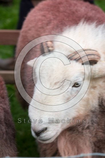 Broughton Moor Herdwick
